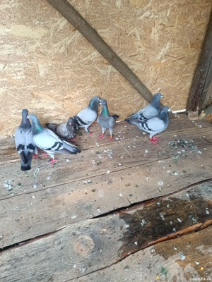 Porumbei de vânzare  - imagine 4 Porumbei de vânzare  - imagine 4