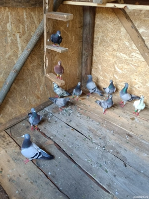 Porumbei de vânzare  - imagine 5 Porumbei de vânzare  - imagine 5