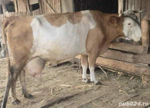 Vând urgent vaca baltata romaneasca - imagine 2