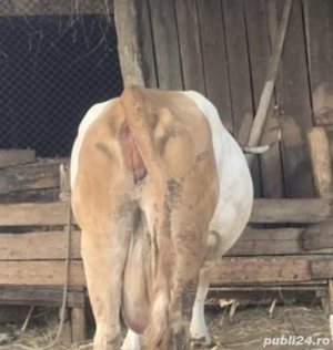 Vând urgent vaca baltata romaneasca - imagine 3