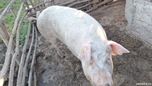 vind porci si mici si marii