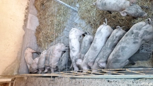 vind porci si mici si marii - imagine 2