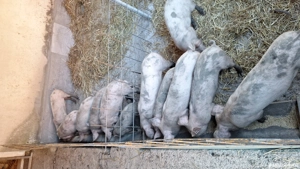 vind porci si mici si marii - imagine 3