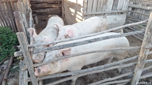 vind porci si mici si marii - imagine 4