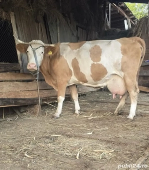 Vând urgent vaca baltata romaneasca - imagine 5