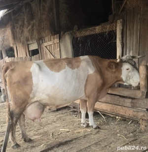 Vând urgent vaca baltata romaneasca - imagine 4