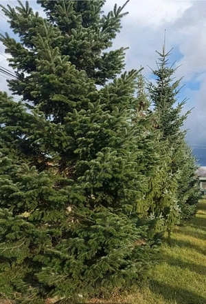 Proprietar,  vînd teren cu utilități,  stradă asfaltată la 17 km de Timișoara aproape de Moșnița  - imagine 6