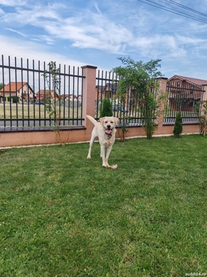 Labrador Retriever Golden