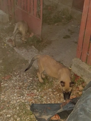 De vânzare  - imagine 2