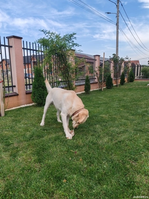 Labrador Retriever Golden  - imagine 2