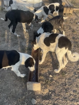 Îngrijitor gospodărie particulară  - imagine 4