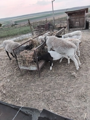 Îngrijitor gospodărie particulară  - imagine 3