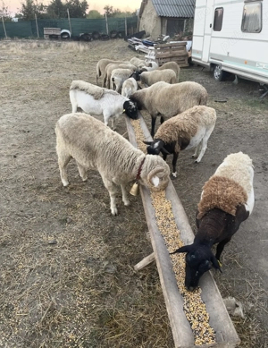 Îngrijitor gospodărie particulară  - imagine 5