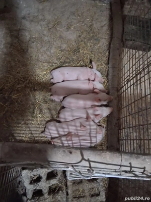porci de vanzare  - imagine 2