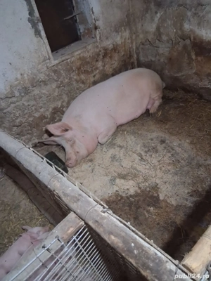 porci de vanzare 