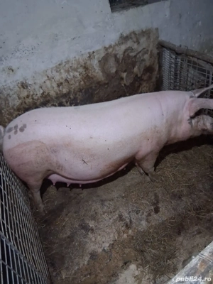 porci de vanzare  - imagine 3