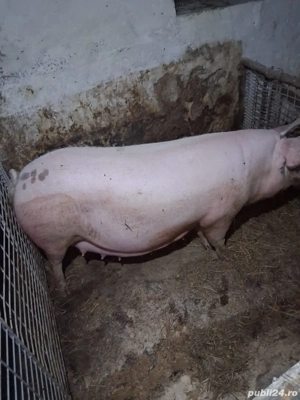 porci de vanzare  - imagine 5