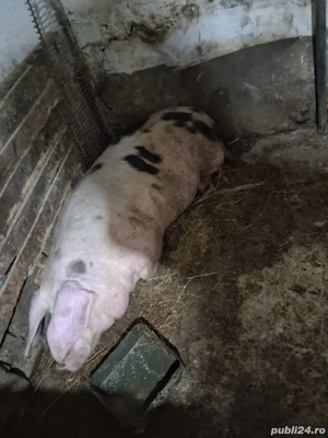 porci de vanzare  - imagine 4