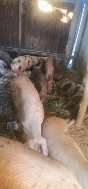 Vând porcii  - imagine 3