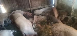 Vând porcii  - imagine 2