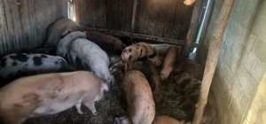 Vând porcii  - imagine 5