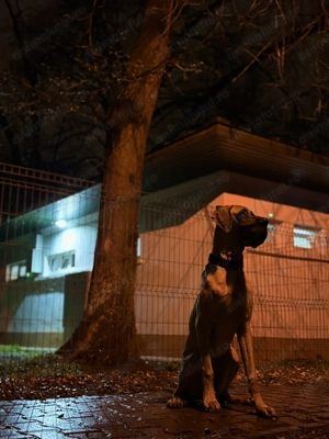 Marele Danez cu pedigree 