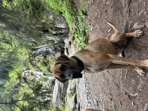 Marele Danez cu pedigree  - imagine 4