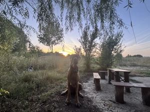 Marele Danez cu pedigree  - imagine 2