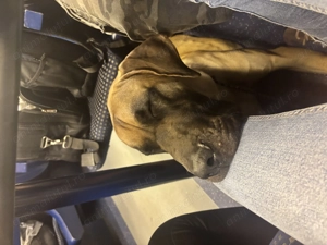 Marele Danez cu pedigree  - imagine 3