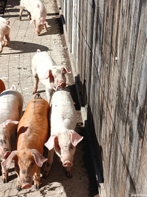 vand purcei 8 saptamani - imagine 2 vand purcei 8 saptamani - imagine 2