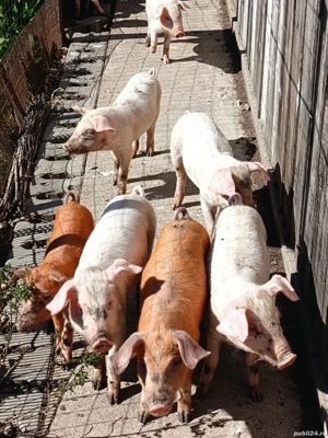 vand purcei 8 saptamani - imagine 5 vand purcei 8 saptamani - imagine 5