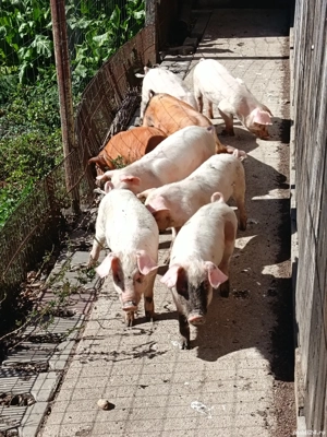 vand purcei 8 saptamani - imagine 3 vand purcei 8 saptamani - imagine 3