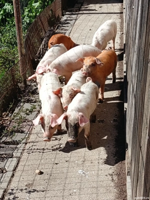 vand purcei 8 saptamani - imagine 4 vand purcei 8 saptamani - imagine 4