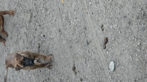 Catel de vânzare  - imagine 2 Catel de vânzare  - imagine 2