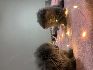 pisici scottish drăgălași