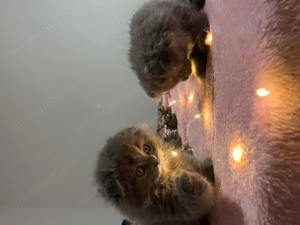 pisici scottish drăgălași - imagine 2