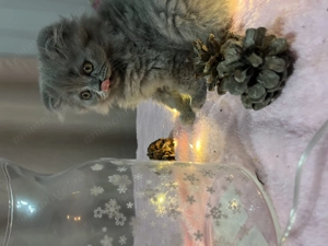 pisici scottish drăgălași - imagine 5