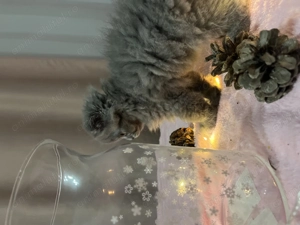 pisici scottish drăgălași - imagine 4