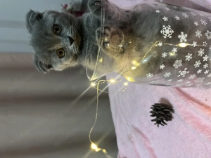 pisici scottish drăgălași - imagine 3