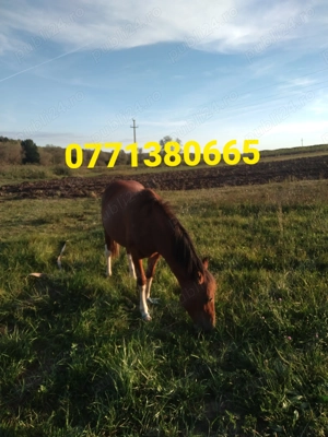 Vând manza de 1 an jumate , sat Calea Mare ,preț 2000 de euro