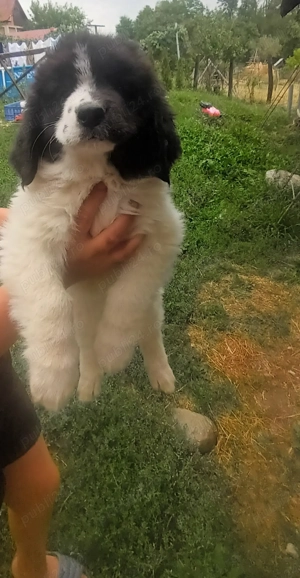 Ciobanesc de bucovina 