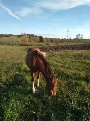 Vând manza de 1 an jumate , sat Calea Mare ,preț 2000 de euro - imagine 5 Vând manza de 1 an jumate , sat Calea Mare ,preț 2000 de euro - imagine 5