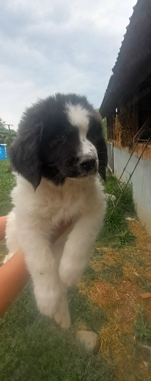 Ciobanesc de bucovina  - imagine 2