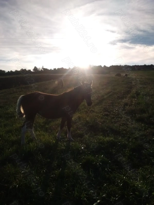 Vând manza de 1 an jumate , sat Calea Mare ,preț 2000 de euro - imagine 4 Vând manza de 1 an jumate , sat Calea Mare ,preț 2000 de euro - imagine 4