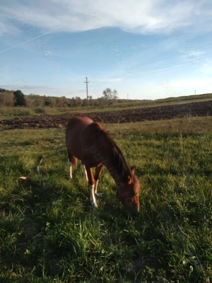 Vând manza de 1 an jumate , sat Calea Mare ,preț 2000 de euro - imagine 3 Vând manza de 1 an jumate , sat Calea Mare ,preț 2000 de euro - imagine 3