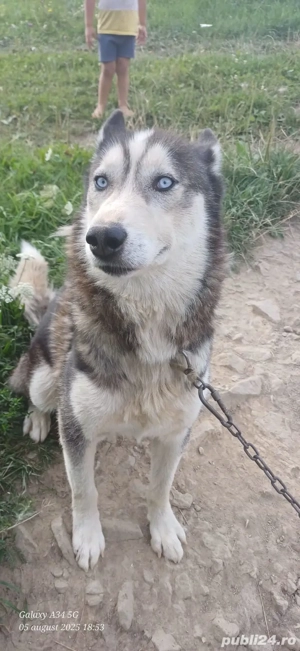 Caine husky rasa pur+cusca de transport 400 euro - imagine 2