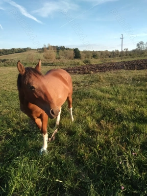 Vând manza de 1 an jumate , sat Calea Mare ,preț 2000 de euro - imagine 2 Vând manza de 1 an jumate , sat Calea Mare ,preț 2000 de euro - imagine 2