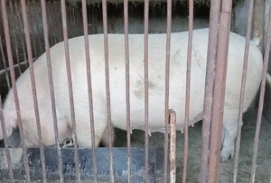 Porc de vânzare,180kg.la Voivodeni(Mures)!
