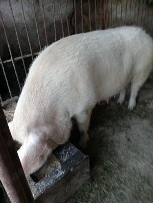 Porc de vânzare,180kg.la Voivodeni(Mures)! - imagine 2