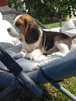 Cățelușa rasa beagle tricolor - imagine 3